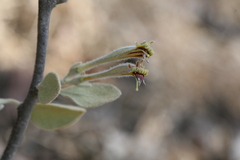 Taxillus cuneatus